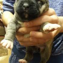 Щенки САО под ёлку подарок, в Москве