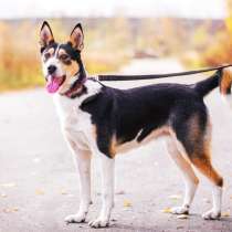 Собака отличная охранница, в Москве