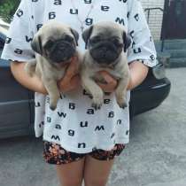 Мопсы щенки 2.5мес, в Краснодаре