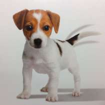 Джек расел Горно Алтае, в Горно-Алтайске