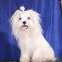Мальтезе мини мальчик не для выставок, для себя, в Москве