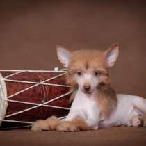 Голый мальчик Китайской хохлатой собаки, в Москве