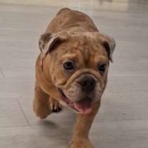 Английский бульдог, в г.Хельсинки