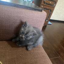 Котята с мамой вислоухой отдам бесплатно, в Черкесске