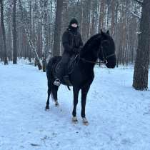 Прогулки на лошадях по лесу, конные прогулки, в Тюмени