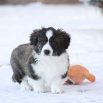 Щенок вельш корги кардиган, в Москве