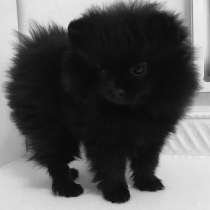 Померанский шпиц, в Уссурийске