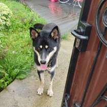 Чей Потеряшка?, в Жуковском