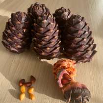 Шишки кедровые, в Кемерове