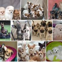 Питомник щенков Якутск, в Якутске