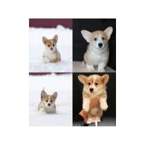 Щенки вельш корги пемброк, в г.Витебск