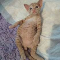 Продам котенка родились 28 марта, в Калининграде