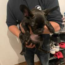 Selling a French bulldog puppy, 3 months old, male. I also h, в г.Лондон