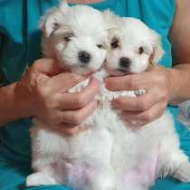 Щенки мальтийской болонки 2.5мес привиты, в Ростове-на-Дону