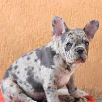 Девочка французского бульдога голубое мерле, в г.Ашкелон
