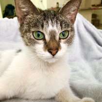 Юная славная кошка по имени Бусинка в дар, в Москве