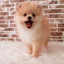 Шпиц Нижний Новгород, в Нижнем Новгороде