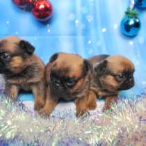 Пти-брабансона щенки, в Москве