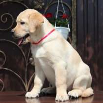 Лабрадор Щенки, в Екатеринбурге