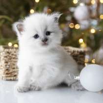 Милейшие девочки Рэгдолл, в Санкт-Петербурге