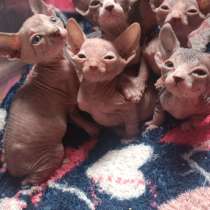 Котята Канадского сфинкса, в г.Донецк