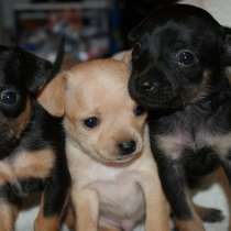 Той терьер Орел, в Орле