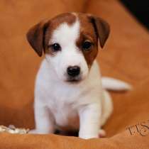 Щенки Джек Рассел терьер с родословной, в Москве