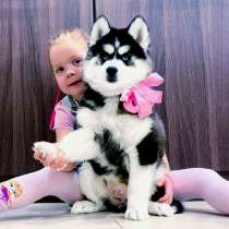 Малыши сибирские хаски, в Кирове