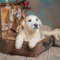 Щенки от лабрадора и хаски в добрые руки, в Москве