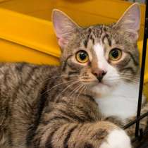 Ласковый Джонси ищет лучшего друга, в Москве