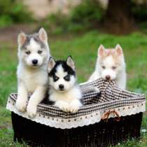 Щенки хаски, в Санкт-Петербурге