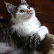 Maine Coon female Очень красивая девочка Мейн-Кун, в г.Раквере