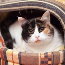 Кошечка Орхидея ищет дом, в Москве