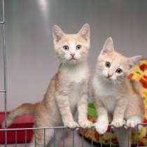 Неразлучные братья Димон и Митяй ищут новый дом, в Москве