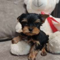 Щенки йорка, в Ярославле