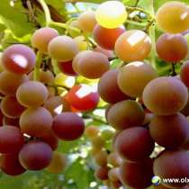 Виноград Лидия Розовая ягоды 50 - 100 кг. или 100% сок, в г.Луганск