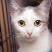 Милая и смышленая Дразнилка ищет своих людей, в Москве