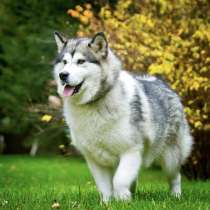 Красавица Санта, молодая собака породы Маламут в добрые руки, в Москве
