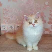 Kitten is looking for a new family, в г.Джерси-Сити