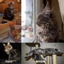 Котята Мейн кун, в Санкт-Петербурге
