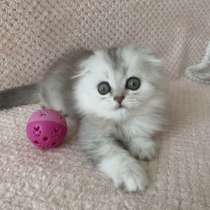 Кошки на продаже, в Грозном