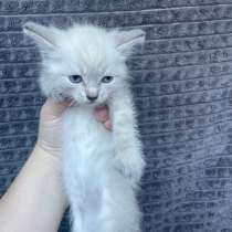 Кошка и котята в добрые руки, в Рязани