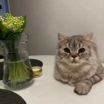 Кот в добрые руки, в Самаре