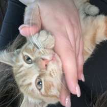 Отдам в добрые руки, в Владикавказе