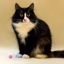 Отдам даром Том, роскошный молодой домашний котик, в Москве