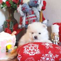 Мини померанский шпиц teddy bear в Батуми и Тбилиси, в г.Тбилиси