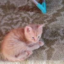 Отдадим котика в хорошие руки, в Биробиджане