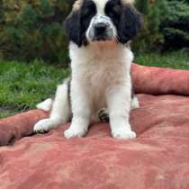 Щенки московская сторожевая, в Санкт-Петербурге