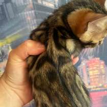 Бенгальский котенок, в Москве