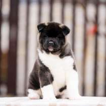 Щенки Американской Акиты, в Москве